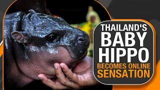 Baby Hippo Moo Deng Causes Fan Frenzy in Thailand | Viral Sensation at Khao Kheow Zoo | News9