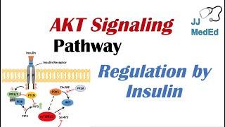 AKT Signaling Pathway: Regulation by the Insulin Signaling Cascade