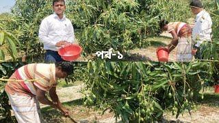  আম গাছে সার প্রয়োগের নিয়ম/আমের গুটি অবস্থায় সার ব্যবস্থাপনা/fertilizer management of mango 