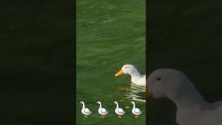 duck happy #duckquack #quack#ducklings#cute#duck #animals#quackquack #funny #petduck#ytshorts#yt