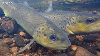 Underwater Fish Video: Spawning brown trout & SNEAKY small male trout fertilizing eggs!