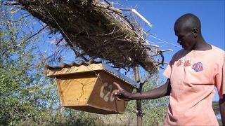 Африканское промышленное пчеловодство. Смотреть до конца. African industrial beekeeping