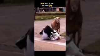  What...If Goat  as horns  #funnyvideo #goat