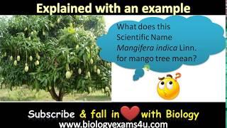 What is Binomial Nomenclature? Explained with an example