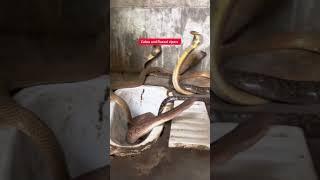 "Epic Showdown: Cobra vs Russell's Viper – A Snake Battle Like No Other!" #snake #reels #shortvideo