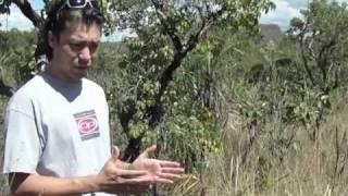 The Cerrado of Brazil: Balancing Water, Conservation, and Development