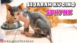 ASAL MUASAL KUCING SPHYNX SECARA DETAIL DAN LENGKAP