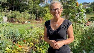 Harvesting Borlotti Beans Along with Some Planting and Mulching | Permaculture Gardening