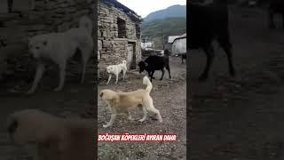 Koca yürekli Dana köpekleri ayırdı