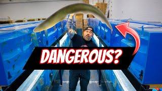 EVERY Fish We Have - MONSTER FISH,  AQUARIUM FISH, & DANGEROUS FISH