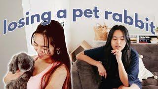 LOSING A PET RABBIT | Guilt, Anxiety, What Happened, Getting Another Rabbit