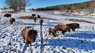 Parmele Ranch Co - Winter Bison