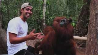 Great Camp Leakey orangutans