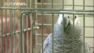 Parrot speaks Arabic & praises God