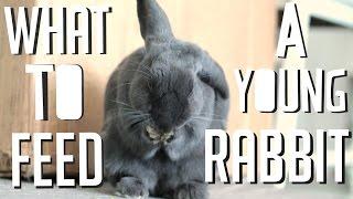 What To Feed A Young Rabbit