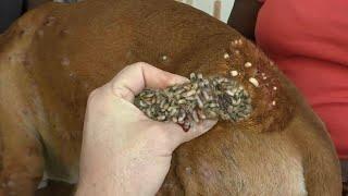 [Help Dog] Remove maggot from dog skin Ep30