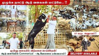 ஆடு வளர்ப்பு இதை செய்யுங்க| % Success - தான்!! #goatfarming