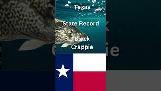 How big is the Texas state Record Black Crappie?