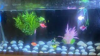 Live streaming! Fresh aquarium!! Relaxing water falls