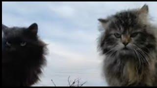 Ребята нагулялись деревенские кошки / village cats