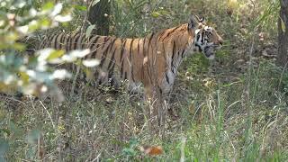 Tiger chase #viral #youtubeshorts #shortvideo #nature #trending #follow #education #enjoy #funny