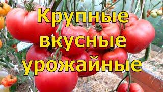 5 сортов ТОМАТОВ, которые УДИВИЛИ УРОЖАЙНОСТЬЮ и хорошим ВКУСОМ даже В ТАКОЕ ЛЕТО