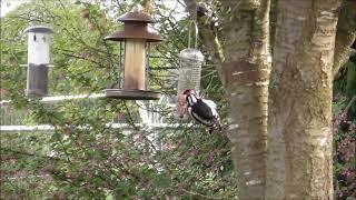 Woodpecker 20/04/2024