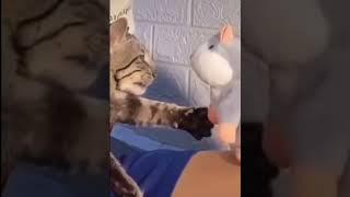 Cat VS Repeating toy