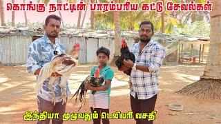 Day Old Chicks வெறும் 130 ₹ முதல் தரமான கட்டு சேவல்கள் ||Trending Vlogs Thamil #erode