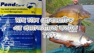 মাছ চাষে প্রোবায়োটিক এর ব্যবহার ।। How to use probiotics for fish ।। @asiya fish farm