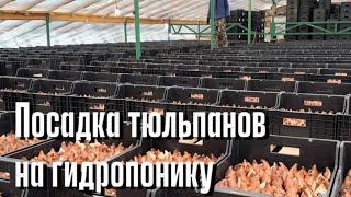 Посадка тюльпанов