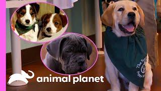 Adorable Puppies Get Ready For Their Future Careers | Too Cute!