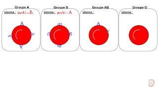 Le système ABO et le facteur rhésus
