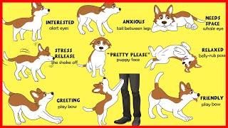 Dogs' Body Language Explained