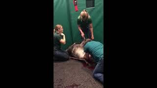 Difficult horse birth with Vet assistance