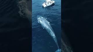 REAL PENAMPAKAN IKAN RAKSASA "BLUE WHALE" ‼️#SHORTS #BLUEWHALE