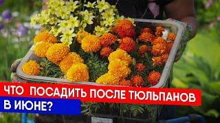 Что  посадить после тюльпанов в июне?