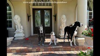 Great Dane Puppy Weekly Growth Family Portrait Doesn't Always Line Up As Planned