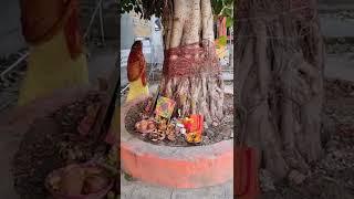 Vatsavitripooja #viralshorts #viralvideo #meenakshi'skitchen&indianculture