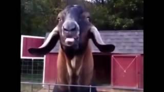 Козел дразнится.Crazy Goat.