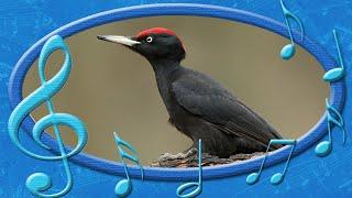 Black Woodpecker [Dryocopus martius] - voices of the Birds (rare sounds of birds)