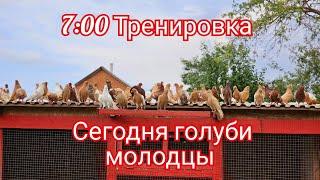 7:00 тренировка голубей около сотни