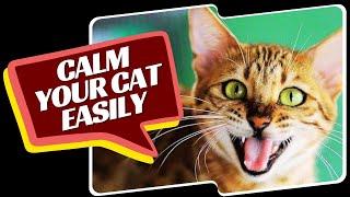 How To Calm Your Furious Feline?