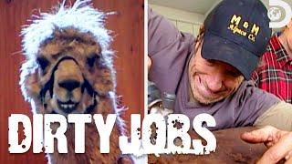 The Dirtiest Jobs with Animals | Dirty Jobs | Discovery