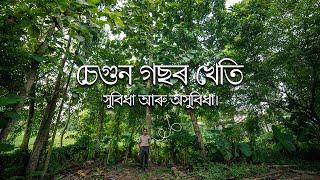 চেগুন গছৰ খেতিৰ সুবিধা আৰু অসুবিধা। Sagwan (Teak) Cultivation in Assam Benefits and Disadvantages