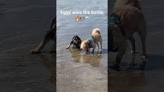 Eggy wins the battle in the ocean