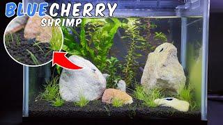 Blue Dream Cherry Shrimp tank! 25L - Low Tech Aquarium