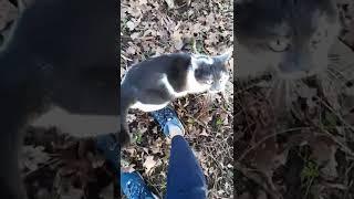 CAT IN THE WOODS  #shorts #cat #catinthewoods #catlover #catvideos #pennythecat #funnycats