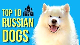 Top 10 Russian dog breeds ( Popular Dogs From Russia )