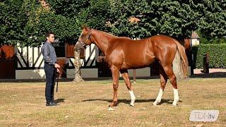 Full Brother to Sottsass on Sale at Arqana